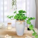 Artificial Plants